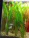 Assorted Giant Vallisneria Offer from Aquatic World 0