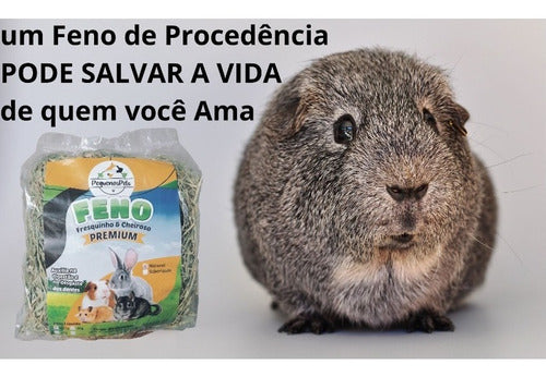 5kg Feno Verde E Cheiroso Para Coelho, Porquinho, Chinchila 5