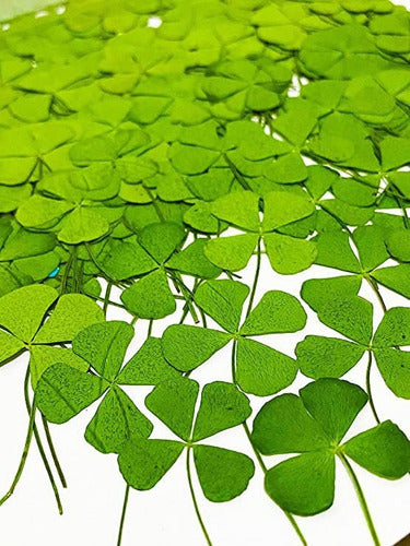 Uokwiwi 24 Pieces of Real Natural Four Leaf Clovers 4