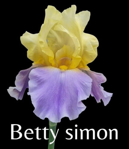 1 Rizoma De Lirios Barbados O Iris Germanica Betty Simon 0