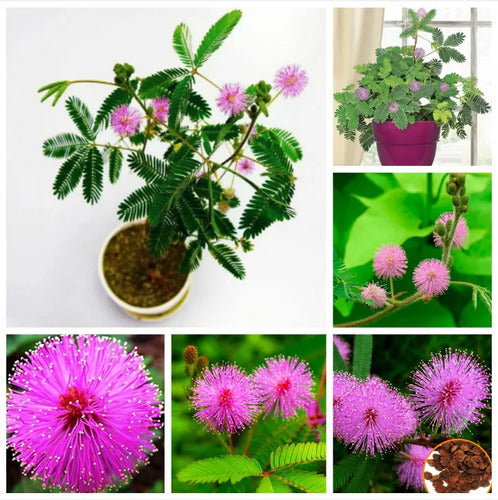 Semillas Mimosa Púdica Planta Sensitiva Sus Hojas Se Mueven! 1