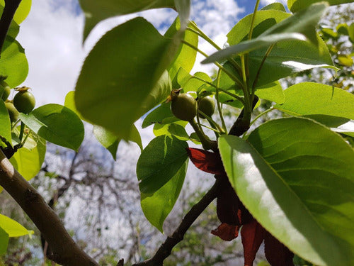 Arbol Pera Frutal 2.20m Z/ Floresta Excelentes!!! 5