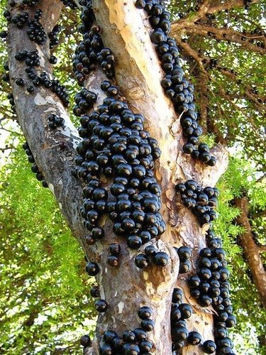 Planta De Jabuticaba - Guapurú - Frutal Nativo!! 1