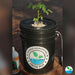 Dwc Hidroponia Grow Pot 20l Kit Inicial - Modelo Grow Shop 1