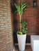 Ohana Arte Natural Large Interior Plants 2