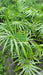 Palmito Palm - Excellent Quality at the Best Price! 5