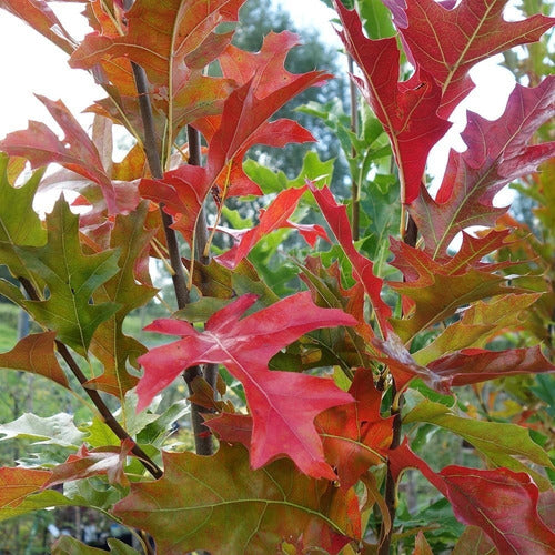 Quercus Palustris (roble De Los Pantanos) ! 2