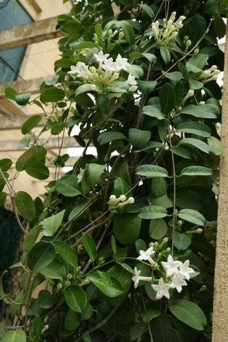 Madagascar Jasmine Stephanotis Floribunda Trellis Plant 5