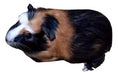 Hatun Cuy Beautiful Guinea Pigs 1