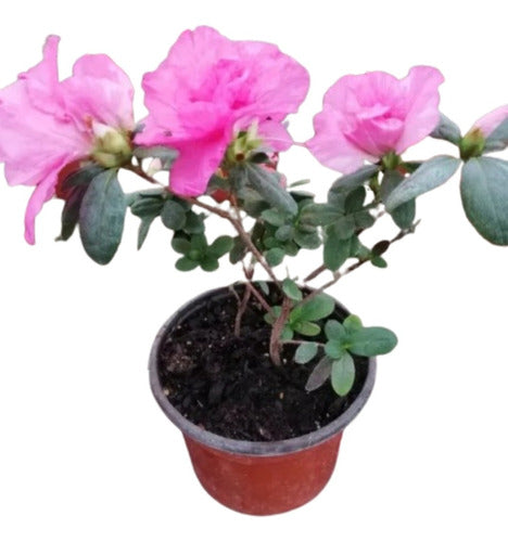 Ohana Arte Natural Azaleas Dobles 0