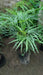 Palmito Palm - Excellent Quality at the Best Price! 4