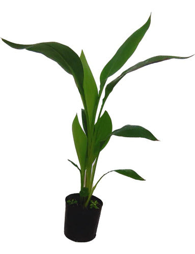 Aspidistra 0