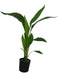 Aspidistra 0