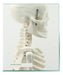 Educational Material - Mini Skeleton 85cm in Height 4