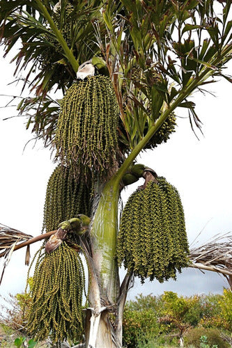 TROPICA VIVERO ONLINE Palmera Cola De Pescado (Caryota Urens) Espectaculares! 1