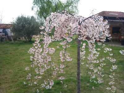 Prunus Pérsica De Flores Pérgola ( Llorón)ornamental 1