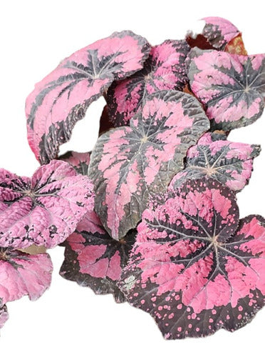 Begonia Rex (Pink or Silver) 0