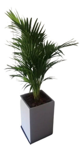 Areca Palm + Fibrocement Prism Planter + Plate 0