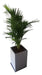 Areca Palm + Fibrocement Prism Planter + Plate 0