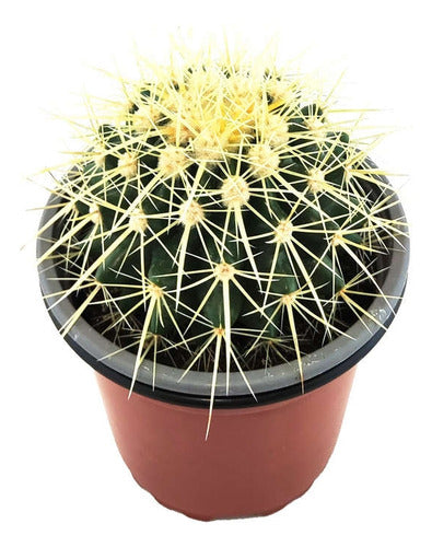 Planta De Cactus Grusonni Asiento Suegra Exterior 1