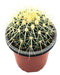 Planta De Cactus Grusonni Asiento Suegra Exterior 1