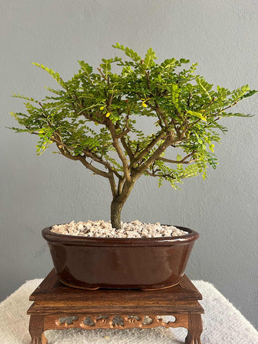 Bonsai Planta Osteomeles 15 Años Maceta Esmaltada N3 Frutos 2