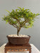 Bonsai Planta Osteomeles 15 Años Maceta Esmaltada N3 Frutos 2