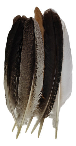 Total Fun Medium Selected Peacock Feathers - 7 Units 0