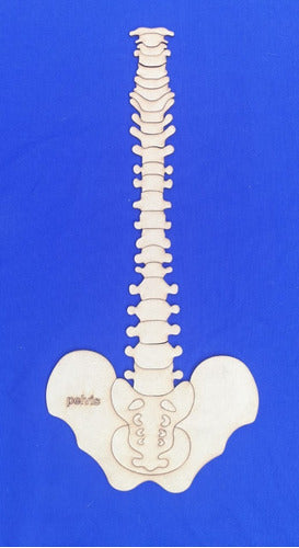 Rompecabezas De Anatomia Encastrable De Fibrofacil De 3 Mm 4