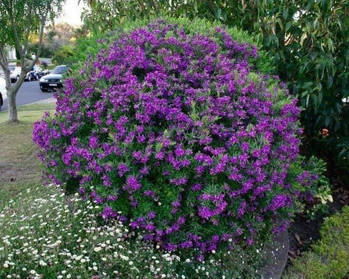 Polygala Myrtifolia  Little Bibi 1