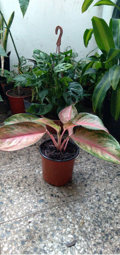 Planta Aglaonema Pink 1