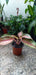 Planta Aglaonema Pink 1