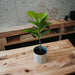 HYF Artificial Ficus Plant High Interior with Pot 74 cm 6