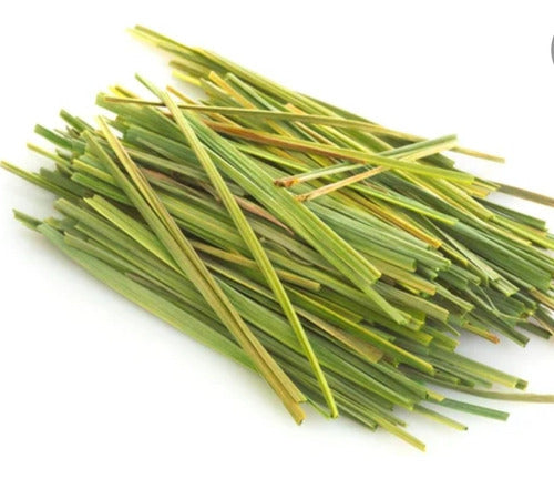 Pasto Limón, Lemongrass, Cymbopogon. Aromática Medicinal 2