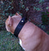 Stylish_dogg Pechera + Collar Con Agarre + Bozal - Pitbull, Boxer, etc. 6