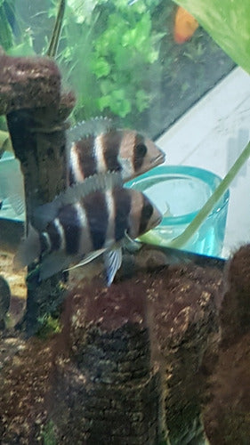 Frontosa Burundi - African Cichlid 0