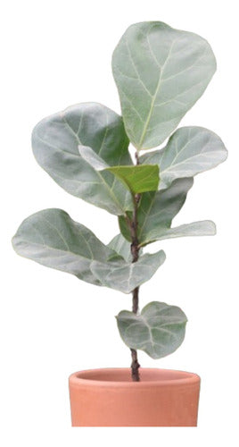 Planta Interior Ficus Lyrata 1