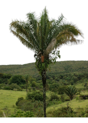 Gran Palmera Palmera Indaiá, Babasú, Bacuaçu, Attalea Dubia - Juvenil 0