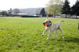 ¡tiralo! Juguete De Perro De Parachoques 2