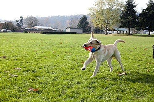 ¡tiralo! Juguete De Perro De Parachoques 2