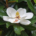 Magnolia Grandiflora 1.5-1.80m - Decojardin Nursery Tailored to You 1