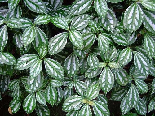 Pilea Cadierei (Planta De Aluminio) Muy Decorativa! 2