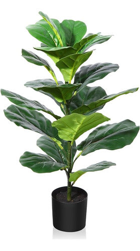 Ficus Pandurata 0