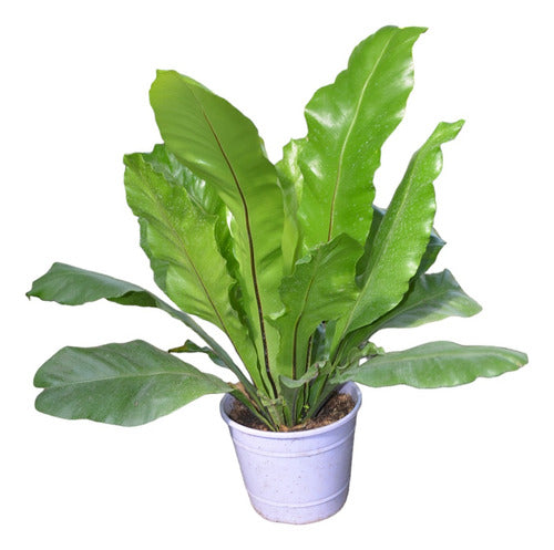 Asplenium, Helecho Lengua Servina. En Maceta M18 0