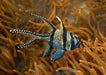 Oceanlife Pez Marino - Pterapogon Kauderni - Cardenal De Banggai 2