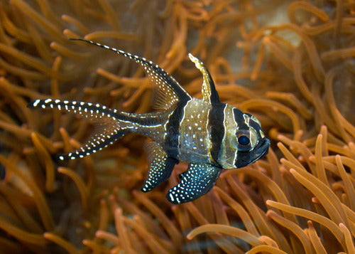 Oceanlife Pez Marino - Pterapogon Kauderni - Cardenal De Banggai 2