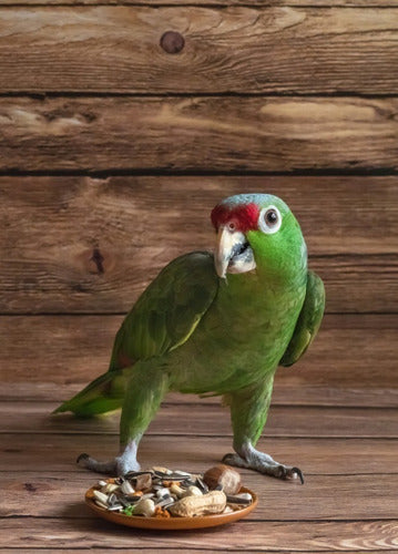 Special Blend for Macaws and Parrots Birds Union Pet 10kg 5