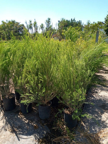 Melaleuca Live Fence - Free Delivery in AMBA 5