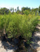 Melaleuca Live Fence - Free Delivery in AMBA 5