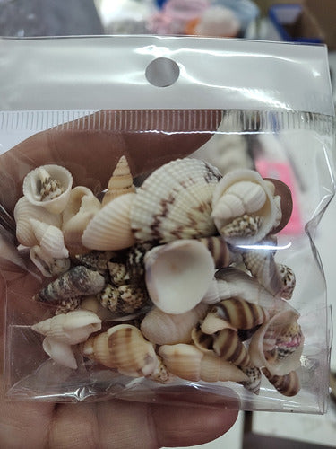 China Mini Seashells Encapsulated Charms for Jewelry X50u 1